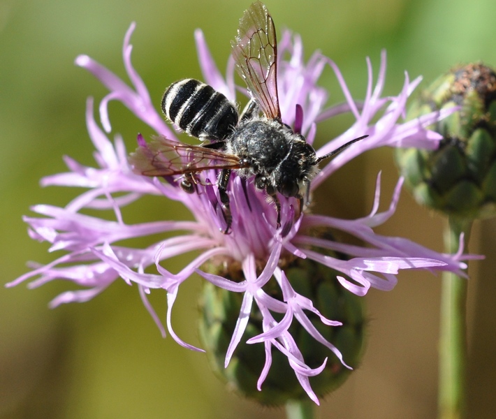 Megachile sp. (Apidae Megachilinae)